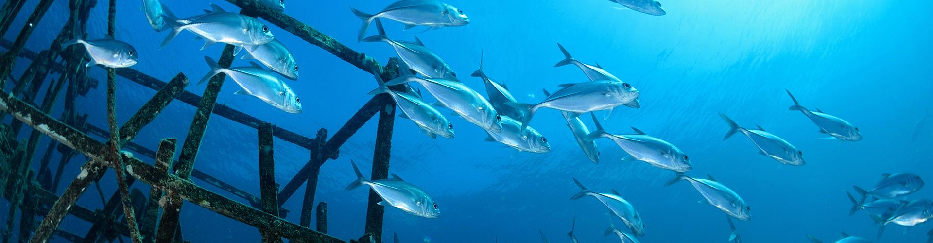 School of fish swimming in an artificial reef made of decommissioned oil platform.