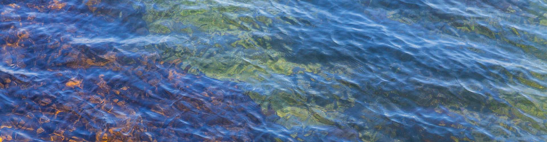 Kelp growing under shallow water.